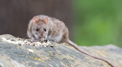 Мышей как ветром сдует: что посадить на огороде, чтобы грызуны ушли |  Интернет-газета «Жизнь» | Дзен