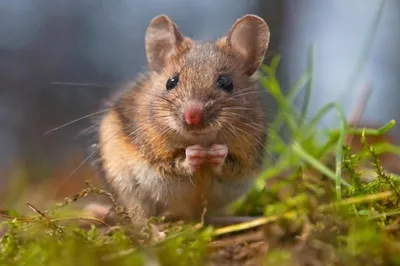 Как прогнать мышей с огорода - растения против вредителей | Стайлер