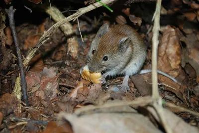 Защищаем дачу от мышей и других грызунов | Garden-Zoo.ru | Дзен