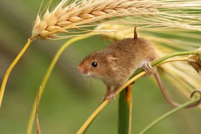 Как избавиться от крыс на огороде рассказали эксперты | Стайлер
