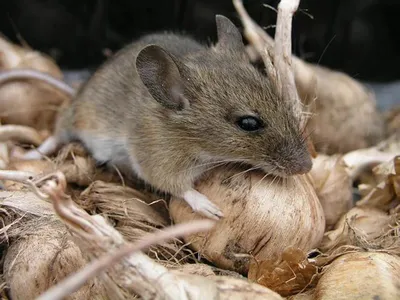 Как защитить дачу от мышей зимой: простые, но действенные способы