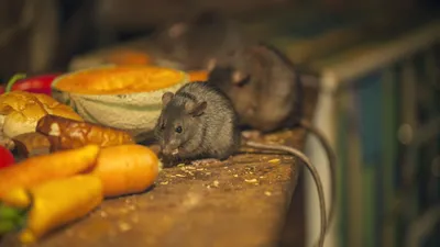 14 растений, которые помогут прогнать мышей