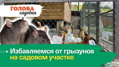 Как избавиться от кротов и грызунов на участке с помощью сетки