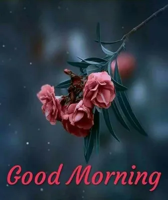 Good Morning Images For Whatsapp, Free Download HD Wallpaper, Pictures,  Photos Of Good Morning | Mix… | Good morning images, Morning images, Good  morning gif images