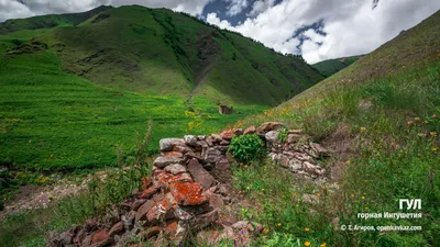 Прикольные фото розы Гул: Забавные моменты природы