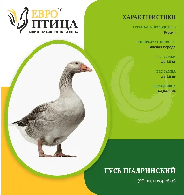 Стадо Гусей На Птицефабрике Фермерское Хозяйство Гуси Пасутся На Лугу —  стоковые фотографии и другие картинки Белое мясо - iStock