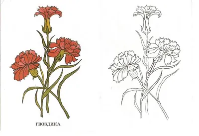 Гвоздика раскрась по образцу