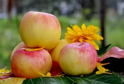 Яблочный Спас 2021 - картинки и открытки с поздравлениями