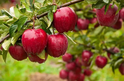 Яблочный Спас 2023: какого числа, суть, традиции, приметы | РБК Life