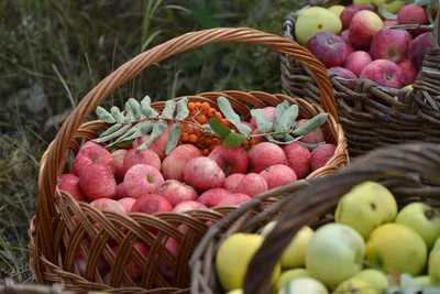 В Парке мельниц готовятся отметить яблочный Спас | 15.08.2023 | Курск -  БезФормата