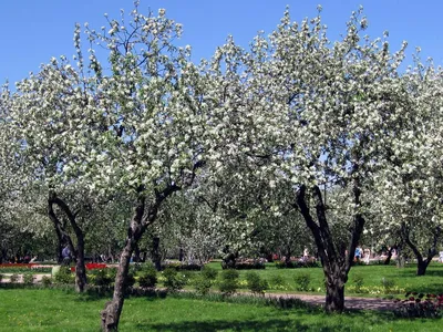 Яблони в цвету. Фотограф Андрей Шумилин