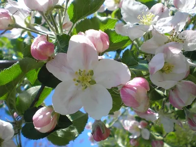 Evgeny Martynov - ЯБЛОНИ В ЦВЕТУ (Apple Trees in Blossom) - YouTube