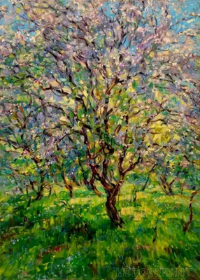 Картинка Яблоня в цвету » Деревья » Природа » Картинки 24 - скачать  картинки бесплатно