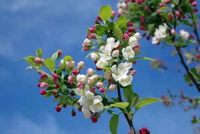 Яблони в цвету» (сады Ясной Поляны) | ВКонтакте