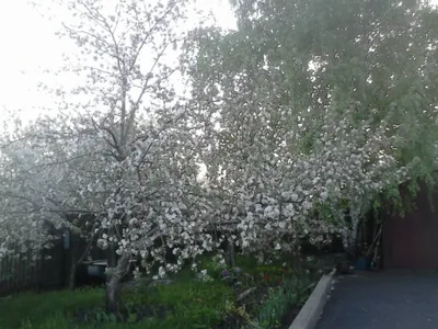 Яблони в цвету... Моя весна! | Gelga | Дзен