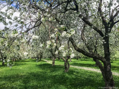 Картинки яблони в цвету весна (68 фото) » Картинки и статусы про окружающий  мир вокруг
