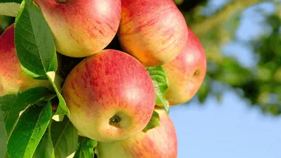 Яблоня без яблок картинки для детей - 33 фото