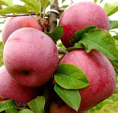 Нежелательные спутники яблони | Статьи про плодовые культуры | «Сингента» в  России
