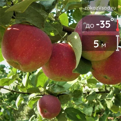 Яблоня ветка красное яблоко фотография фотография Фон И картинка для  бесплатной загрузки - Pngtree