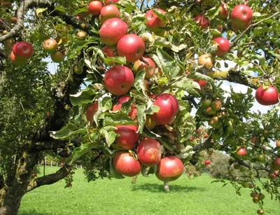 изображение поля со спелыми яблоками растущими под деревом, яблоня яблоня  яблоня, Hd фотография фото, завод фон картинки и Фото для бесплатной  загрузки