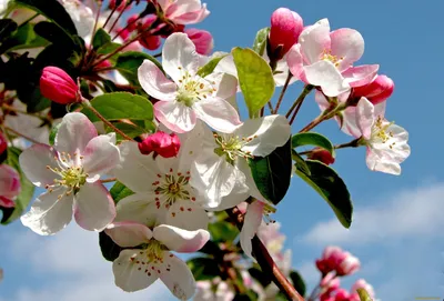 ЯБЛОНЯ ФУДЖИ: купить саженцы яблони фуджи почтой | PLOD.UA