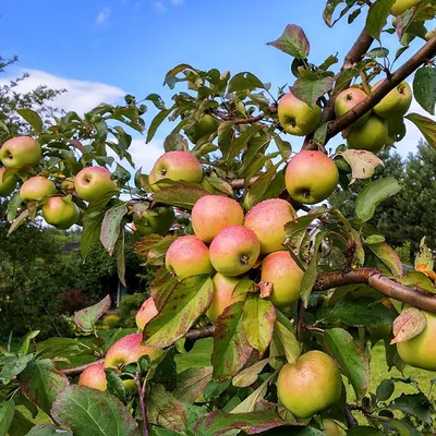 Купите Малюха яблоня колоновидная 🌹 из питомника Долина роз с доставкой!