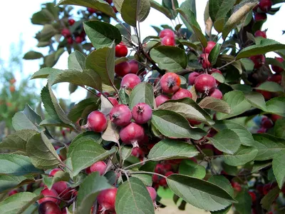 Цветущая яблоня (59 фото) - 59 фото
