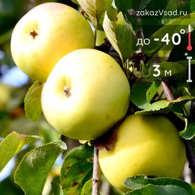 Яблоня Скала - описание сорта и фото яблок