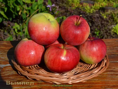 Яблоня Коштеля - описание сорта и фото яблок