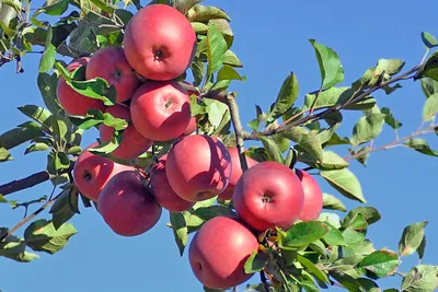 Яблоня ягодная купить по цене 8500 рублей от питомника саженцев и растений  Центросад | Фото и консультация по уходу