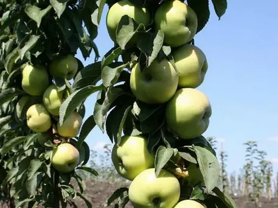 Яблоко от яблони... большая яблоня, …» — создано в Шедевруме