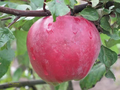 Яблоня Пепинка Литовская - описание сорта и фото яблок