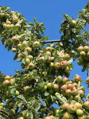 Яблоня - Malus. Уход и выращивание яблони