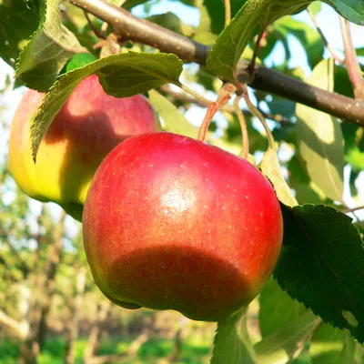 Росток яблони стоковое фото. изображение насчитывающей вырастите - 84338776