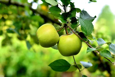 Яблоня Звездочка - описание сорта и фото яблок | RastiSad.Ru