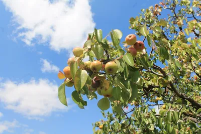 Яблоня маньчжурская: качественная картинка