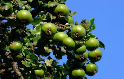 Яблоня маньчжурская: изображение для печати