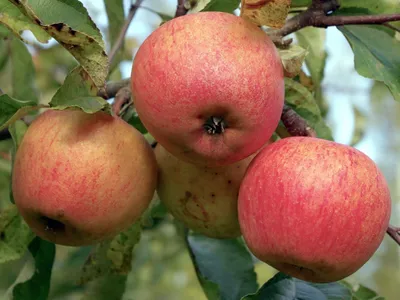 Яблоня маньчжурская весной: красочное фото для сайта