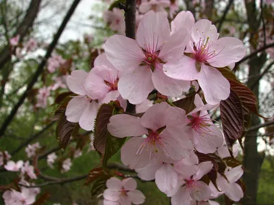 Яблоня маньчжурская в парке: красивое фото для путешественников