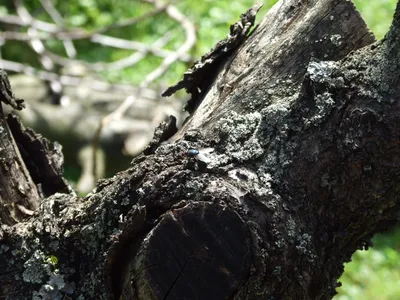 Яблоня маньчжурская: фото для скачивания