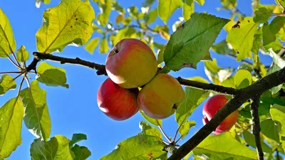 Яблоня на фоне осеннего леса