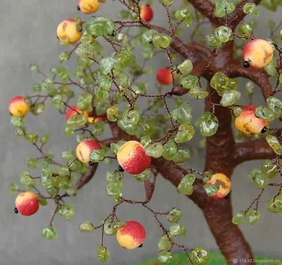 Яблоня в саду: фотография в формате WebP