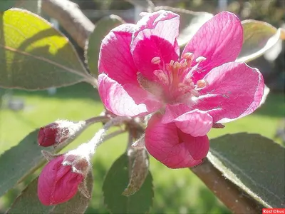 Яблоня в плодоносном состоянии
