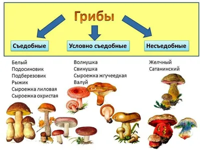 Отравление грибами симптомы, лечение, профилактика | ГУ «ЛРДКБ» ЛНР