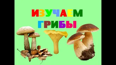 The studied mushrooms. Names of fungi. Poems about mushrooms for the  children - YouTube