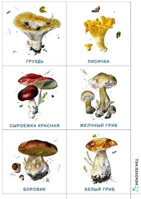 Дошкольная логопедия: ГРИБЫ: СЪЕДОБНЫЕ И ЯДОВИТЫЕ