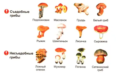 Что необходимо знать о грибах | ГУ\"Барановичский зональный ЦГиЭ\"