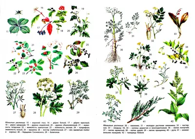 Ядовитые растения | Ядовитые растения, Растения, Лекарственные растения
