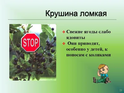 Минэкологии предупреждает: в Подмосковье плодоносят ядовитые растения /  Федеральные и региональные новости / Администрация городского округа Истра