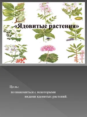 Буклет . Внимание. Ядовитые растения.